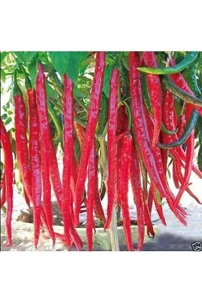 Muka Botanik Uzun Kırmızı Acı Biber Tohumu Ekim Seti - Resim 5