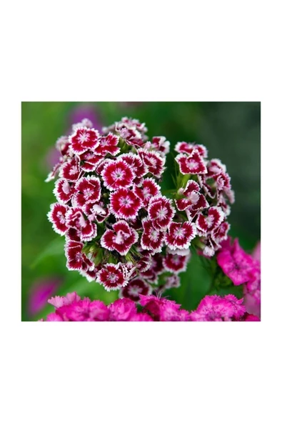 Muka Botanik Karışık Hüsnüyusuf Çiçeği Tohumu 5 Adet Tohum Hüsnü Yusuf Çiçek Tohumu - Resim 5