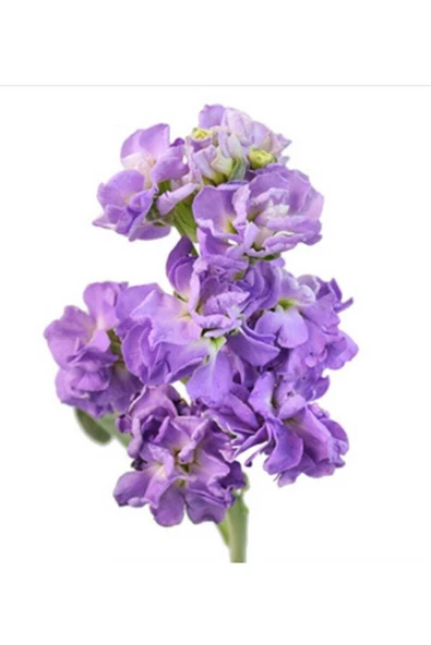 Muka Botanik 10 Adet Lavender Blue Stock Tohumu - Resim 2