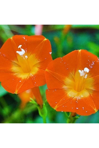 Muka Botanik 5 Adet Ipomea Orang Glori Tohumu - Resim 2