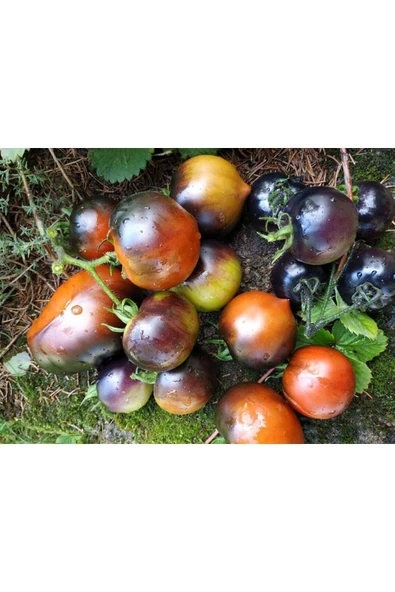 Muka Botanik 20 Adet Chestnut Chocolate Domates Tohumu - Resim 2