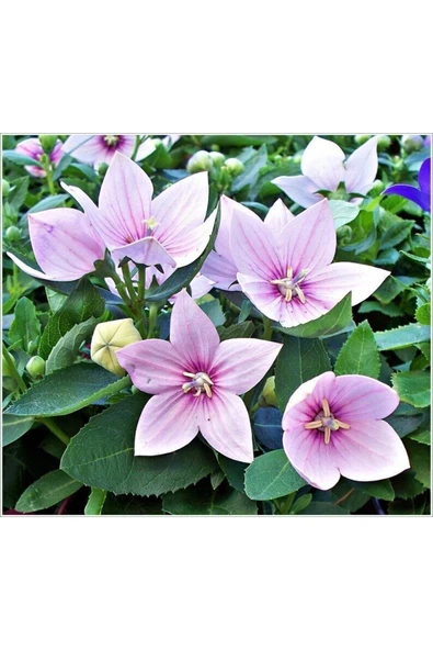 Muka Botanik 5 Adet Josam Pink Platycodon Tohumu - Resim 5