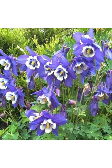 Muka Botanik 5 Adet Colorado Blue Columbine Tohumu - Resim 4
