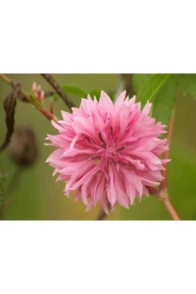 Muka Botanik 10 Adet Tall Pink Beauty Cornflower Tohumu ürün görseli