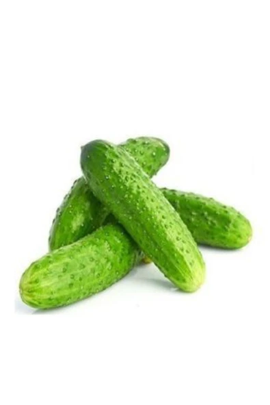 Muka Botanik Kornişon Salatalık Tohumu Ekim Seti - Resim 2