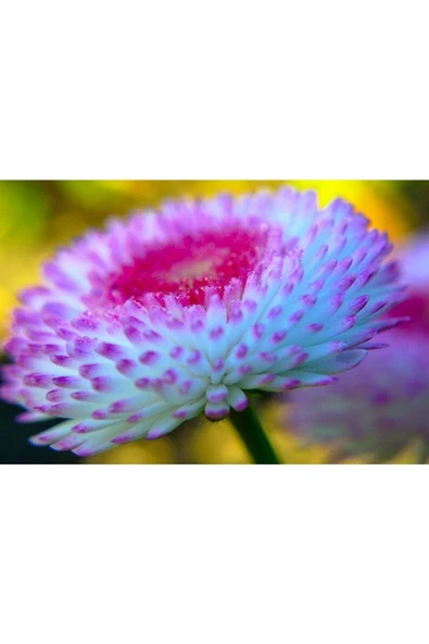 Muka Botanik 20 Adet Strawberries & Cream Englısh Daısy Tohumu - Resim 6