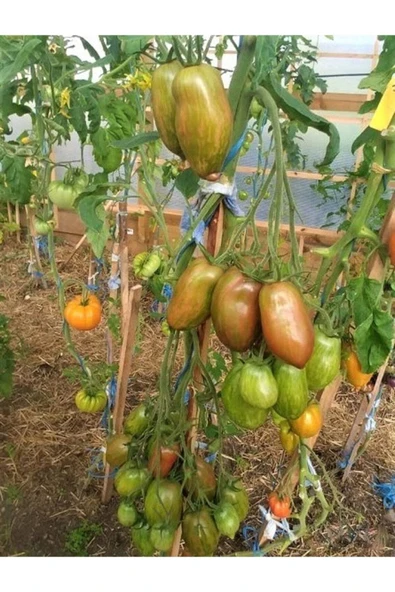 Muka Botanik 20 Adet Sweet Tooth Domates Tohumu - Resim 2