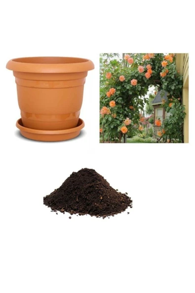 Muka Botanik Nadir Yediveren Turuncu Sarmaşık Gül Tohumu Ekim Seti ürün görseli