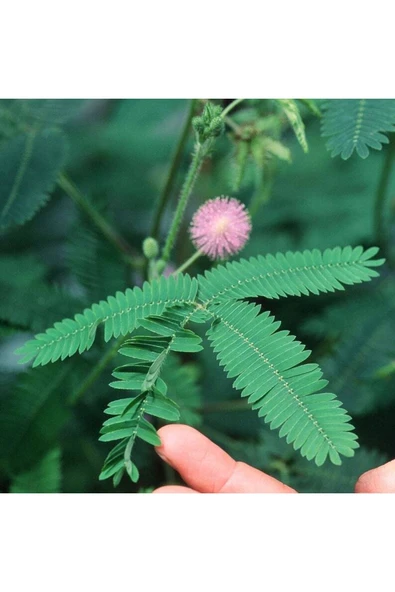 Muka Botanik 5 Adet Mimosa Pudica Sensitive Tohumu ürün görseli