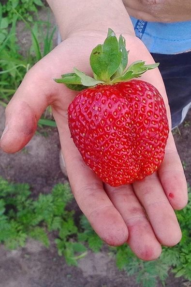 Muka Botanik Jumbo Dev Çilek Tohumu / 20 Adet Çilek Tohumu - Resim 4