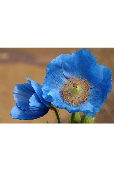 Muka Botanik 10 Adet Blue Hımalayan Poppy Tohumu - Resim 5