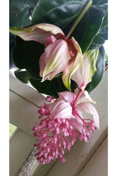 Muka Botanik Medine Gülü Çiçek Tohumu 20 Adet - Resim 2