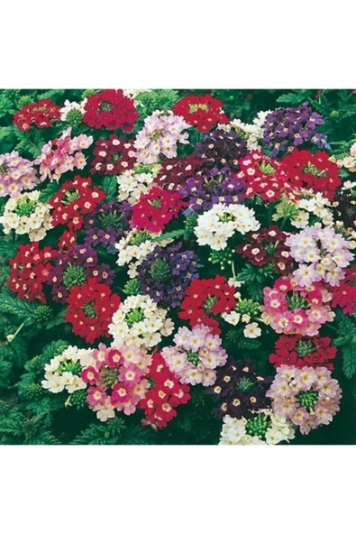 Muka Botanik Karışık Mine (arzuman) Çiçeği Tohumu 10-12 Adet ürün görseli