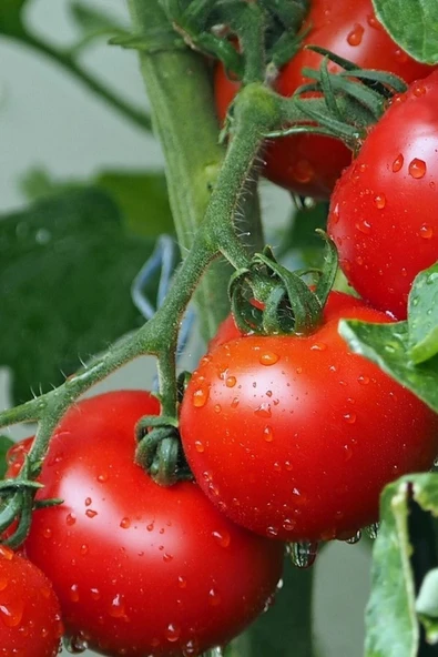 Muka Botanik Beşdeli Salkım Domatesi Tohumu / 10+ Adet Tohum - Resim 5