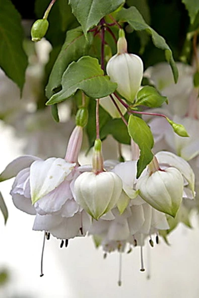 Muka Botanik Nadir Beyaz Küpe Çiçeği / 20 Adet Küpeli Tohumu - 5