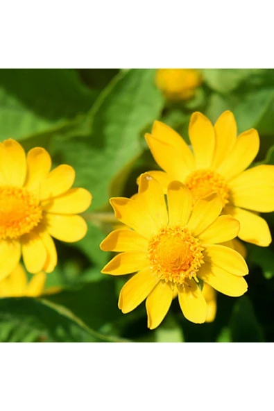 Muka Botanik 20 Adet Saksılık Afrika Papatyası Tohumu - Resim 3