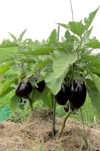 Muka Botanik Siyah Topan Patlıcan Tohumu / 5+ Adet Tohum - Resim 5