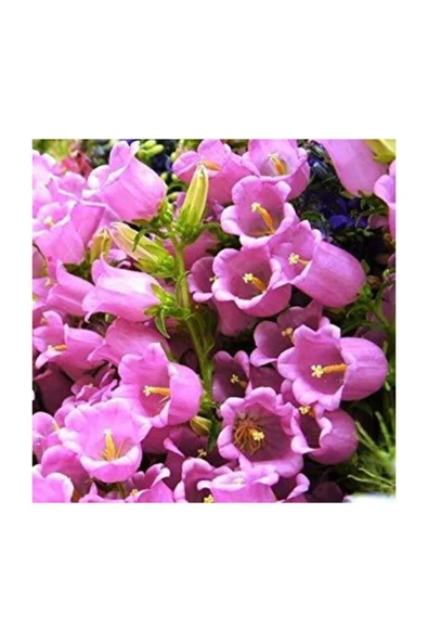 Muka Botanik Pembe Çan Çiçeği Tohumu 5 Adet Tohum Çiçek Tohumu - Resim 2