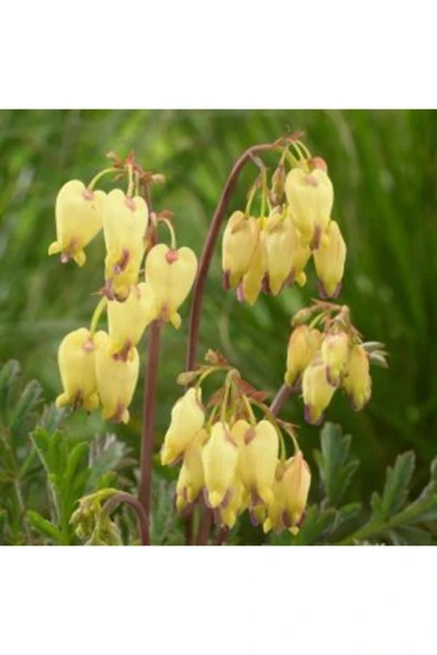 Muka Botanik Ithal Sarı Dicentra Çiçeği Tohumu Ekim Seti - Resim 3