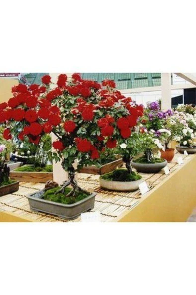 Muka Botanik Ithal Bodur Kırmızı Gül Bonsai Ağacıtohumu Ekim Seti - Resim 3