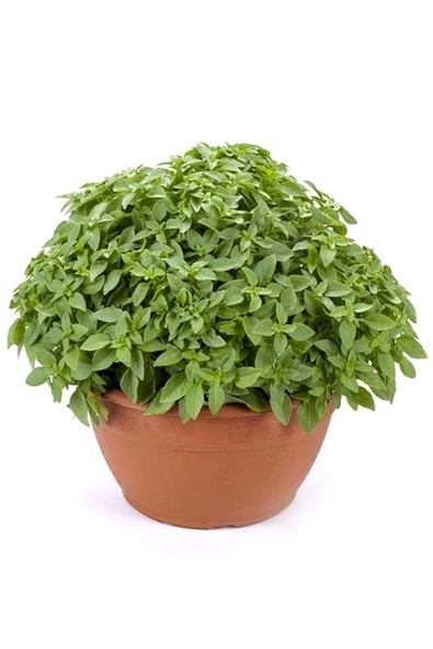 Muka Botanik Kalıcı Kokulu Fesleğen Tohumu / 20 Adet Tohum - Resim 2