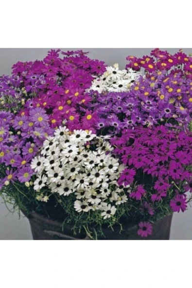 Muka Botanik Karışık Renkli Splendour Brachycome Çiçeği Tohumu ürün görseli