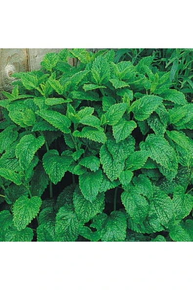 Muka Botanik Melissa Oğul Otu Tohumu ürün görseli