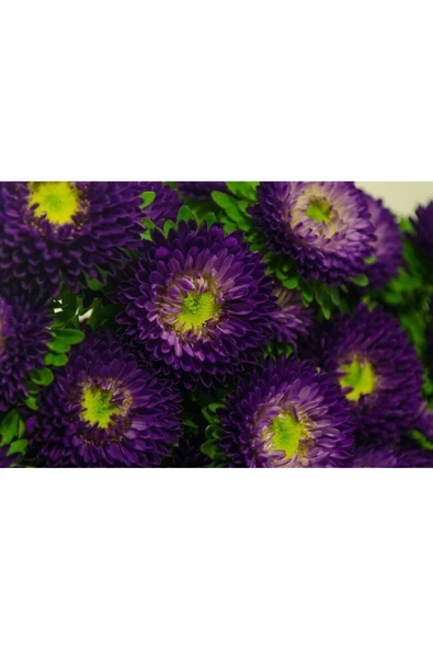 Muka Botanik 10 Adet Aster Valkyrija Purple Yellow Tohumu - Resim 3