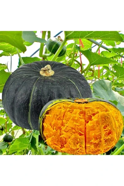 Muka Botanik 5 Adet Sweet Japanese Bal Kabağı Tohumu