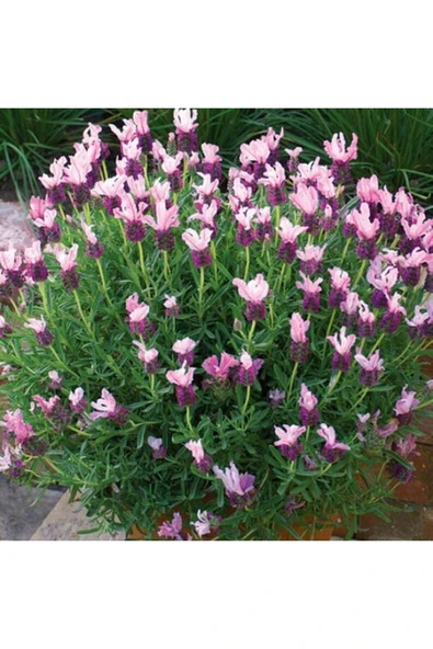 Muka Botanik 10 Adet Pink Spanish Lavender Tohumu ürün görseli