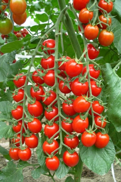 Muka Botanik Salkım Cherry Domates Tohumu / 5+ Adet Tohum - Resim 3