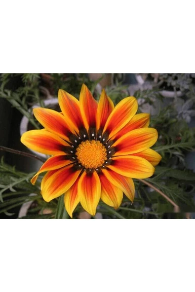 Muka Botanik 10 Adet Yellow Orange Gazania Tohumu ürün görseli