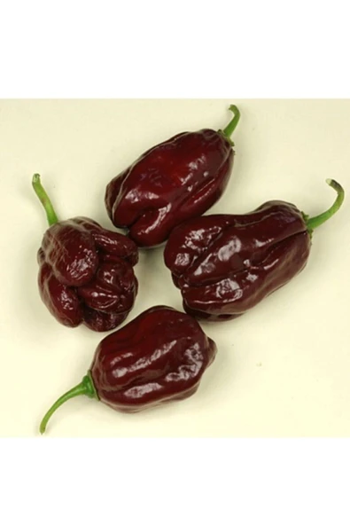 Muka Botanik 10 Adet Kahverengi Habanora Acı Biber Tohumu ürün görseli