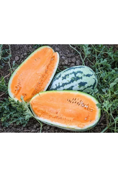 Muka Botanik 5 Adet Atalık Turuncu Karpuz Tohumu ürün görseli