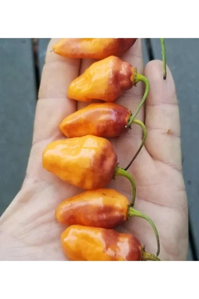 Muka Botanik 10 Adet Rare Bolivian Bumpy Biber Tohumu - Resim 2