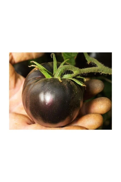 Muka Botanik Siyah Domates Tohumu 5 Adet Tohum Black Tomato - Resim 2