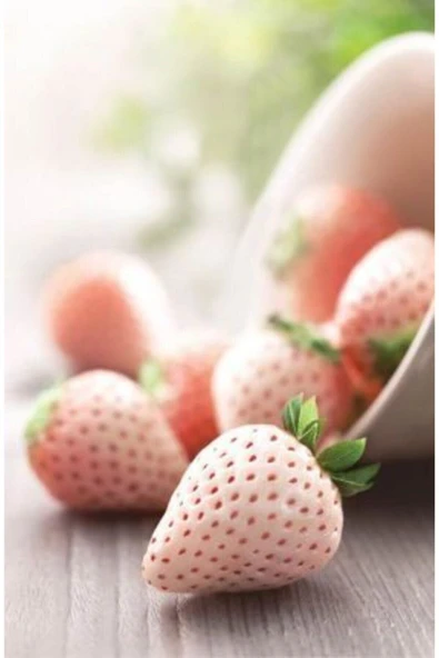 Muka Botanik 10 15 Adet Pembe Renkli Çilek Tohumu ürün görseli