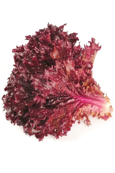 Muka Botanik Kırmızı Kıvırcık Marul Tohumu / 20 Adet Tohum ürün görseli