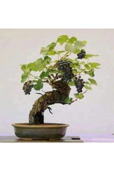 Muka Botanik Siyah Üzüm Bonzai Ağacı Tohumu Ekim Seti - Resim 3
