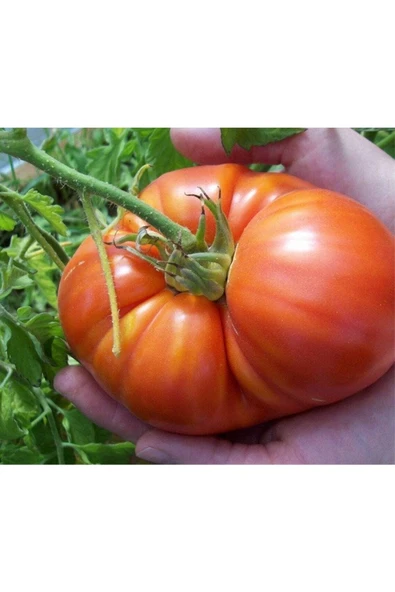 Muka Botanik 20 Adet Beefsteak Domates Tohumu ürün görseli