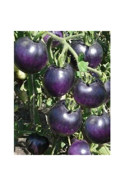 Muka Botanik Mor Domates Tohumu 5 Tohum - Resim 3