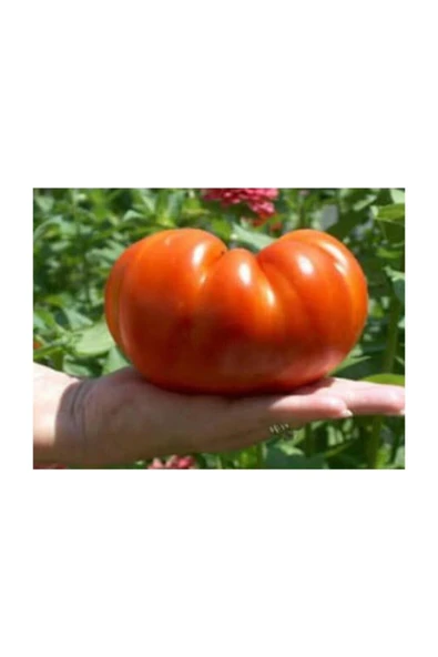 Muka Botanik Nadir Ithal Dev Hollanda Domates Tohumu 20 Adet Tohum - Resim 2
