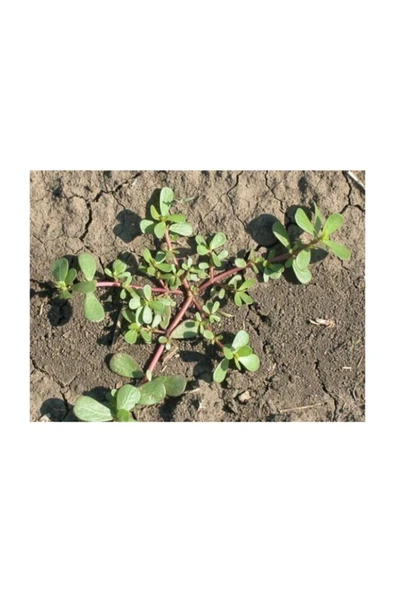 Muka Botanik Semizotu Tohumu 100 Adet Tohum Yaılıcı Semiz Otu - Resim 3