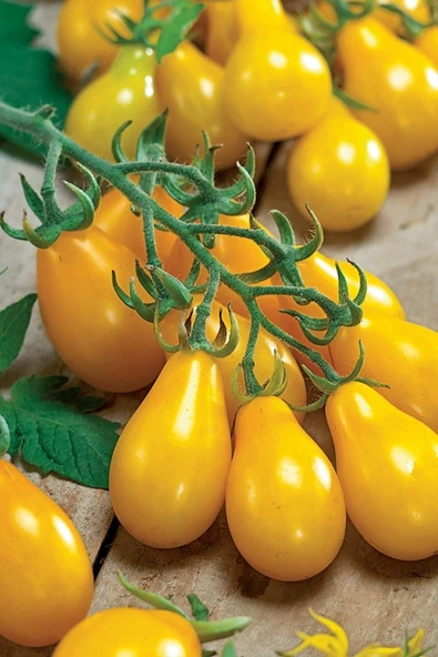 Muka Botanik Sarı Ampul Domates Tohumu 35 Adet - Resim 4