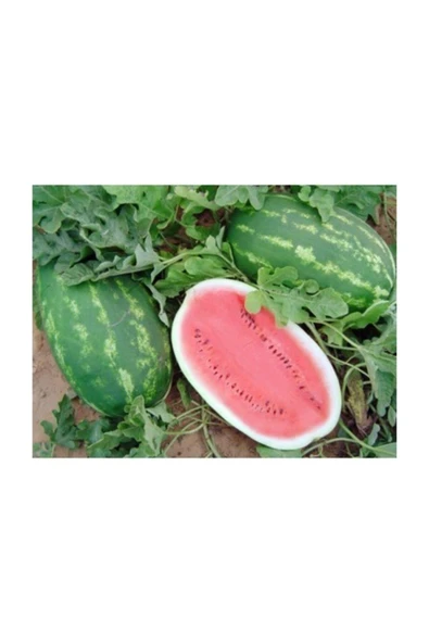 Muka Botanik Agrobazaar Allsweet Karpuz 10+ Tohum ürün görseli