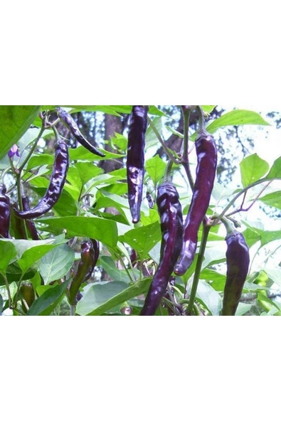Muka Botanik 20 Adet Organic Purple Cayenne Biber Tohumu - Resim 4