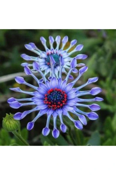 Muka Botanik Dev Mavi Papatya Tohumu Ekim Seti - Resim 4