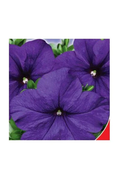 Muka Botanik 10 Adet Petunia Isabel Tohumu - Resim 4