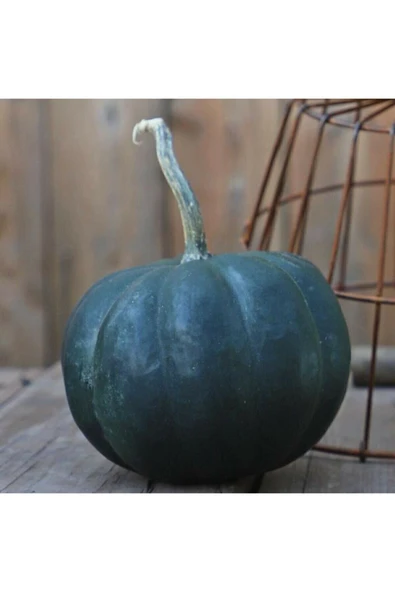 Muka Botanik 5 Adet Gece Yarısı Bal Kabağı Tohumu