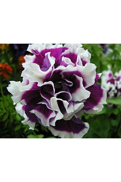 Muka Botanik 10 Adet Natural Double Petunia Piruet Purpurnaya Tohumu - Resim 4